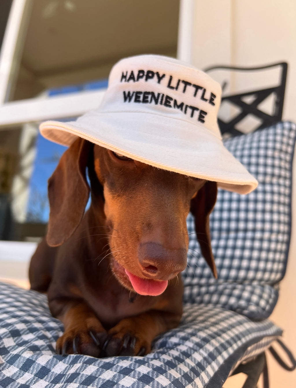 Happy Little Weeniemite Dog Bucket Hat
